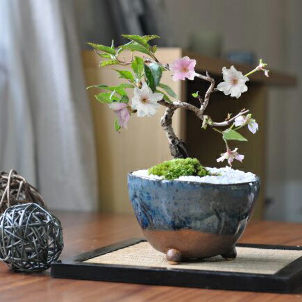 十月桜盆栽❗️極太❗️年末セール❗️小品盆栽❗️将来性高いです！桜盆栽❗️雑木盆栽❗️激安！ 楽天市場】桜 盆栽 十月桜 十月桜の盆栽 春と秋の2回咲く 桜盆栽 ミニ