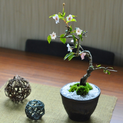 盆栽 桜 ミニ桜 十月桜 ミニ盆栽 金彩鉢 桜のモダン盆栽 Bonsai 室内