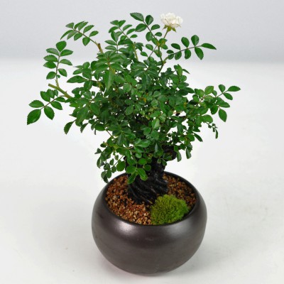 楽天市場】盆栽 ミニ盆栽 ソテツ ギフト プレゼント ラッピング 贈り物