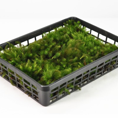 楽天市場】苔 銭苔(ゼニゴケ)小トレー ぜにごけ 苔 こけ コケ