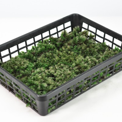 楽天市場】苔 砂苔(スナゴケ)大トレー(5枚セット) すなごけ 苔 こけ