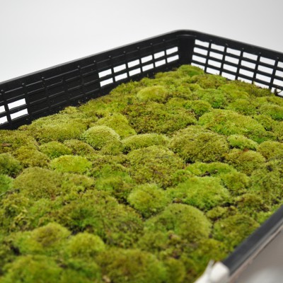 ハイゴケ　10トレー　苔　苔玉　苔リウム　苔テラリウム　こけ　コケ ハイゴケ 這苔 55×35cmトレー入り 苔 コケ こけ 苔テラリウム
