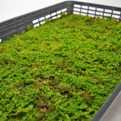 スナゴケ　10トレー　コケ　苔　苔リウム　苔テラリウム　こけ 楽天市場】苔 砂苔(スナゴケ)大トレー(5枚セット) すなごけ 苔 こけ