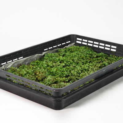 スナゴケ　10トレー　コケ　苔　苔リウム　苔テラリウム　こけ スナゴケ 10トレー コケ 苔 苔リウム 苔テラリウム こけ