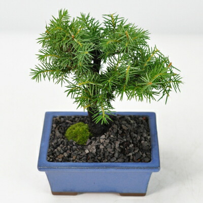 楽天市場】盆栽 真柏 ミニ真柏 ミニ盆栽 初心者 室内鑑賞 ミニ 松柏