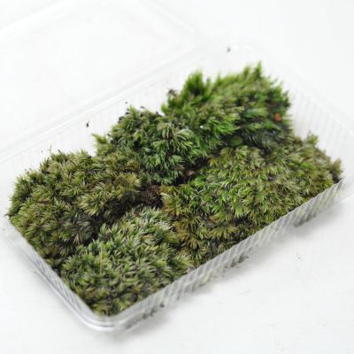 楽天市場】苔 ゼニゴケ パック 銭苔 ぜにごけ 苔玉 苔テラリウム 苔