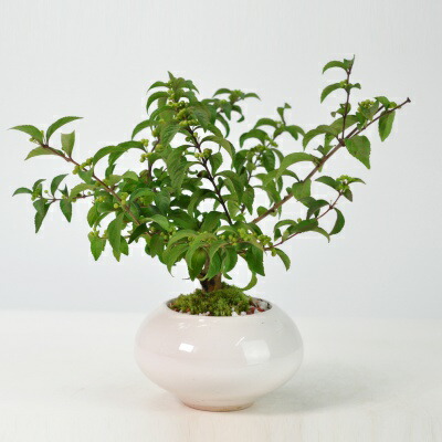 楽天市場】盆栽 白あけびミニ盆栽 ミニ あけび 白アケビ 実ギフト 敬老