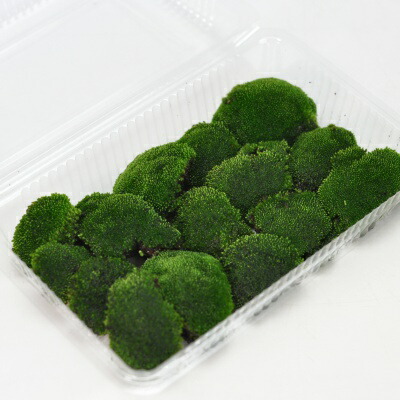 楽天市場】苔 シノブゴケ パック 忍苔 しのぶごけ 苔玉 苔テラリウム