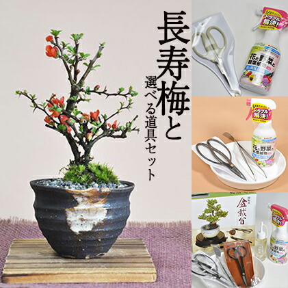 楽天市場】盆栽 ミニ盆栽 ミニ赤松 初心者 室内鑑賞 趣味 ぼんさい