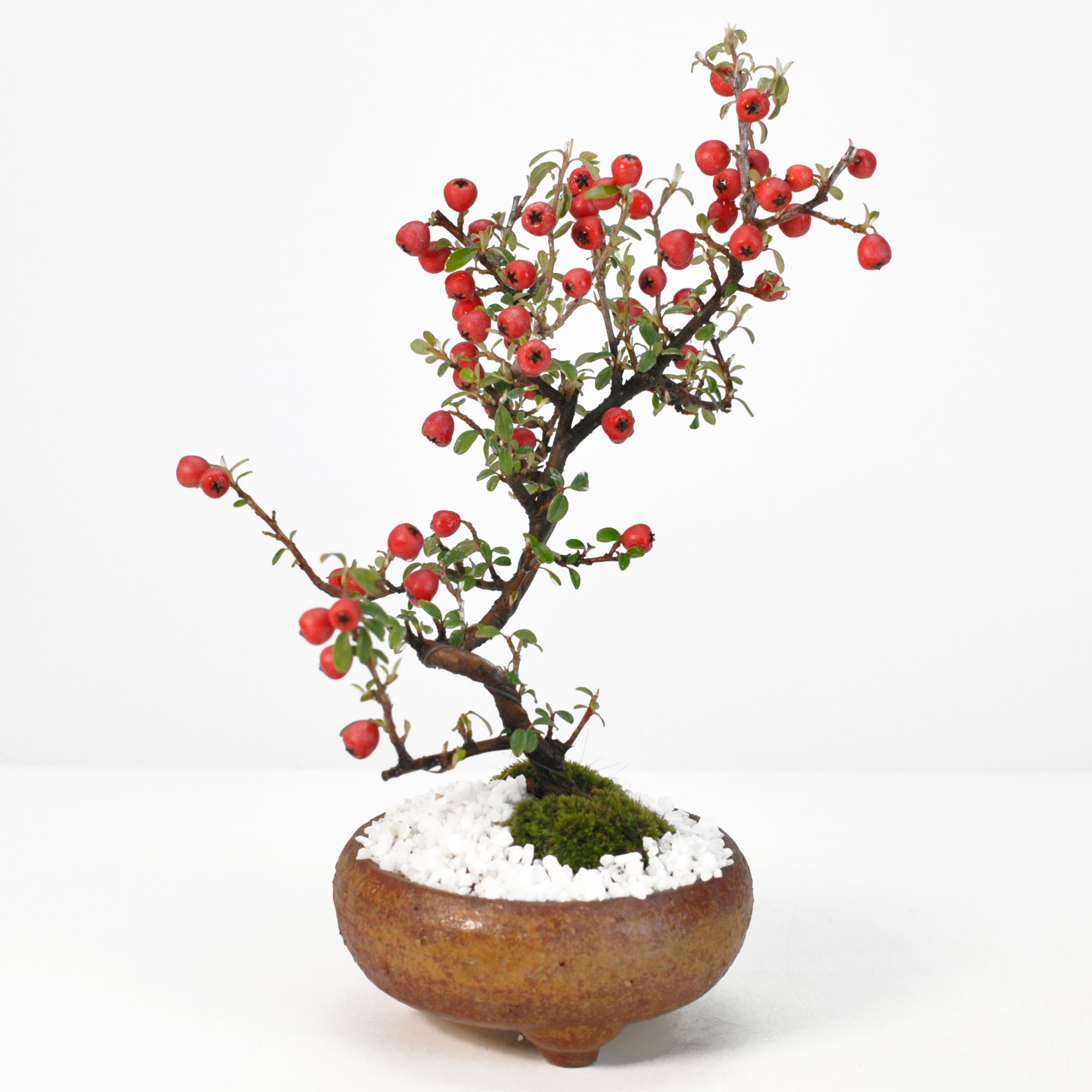 楽天市場】盆栽 深山カイドウ ミニ盆栽 ミニサイズ ミヤマカイドウ