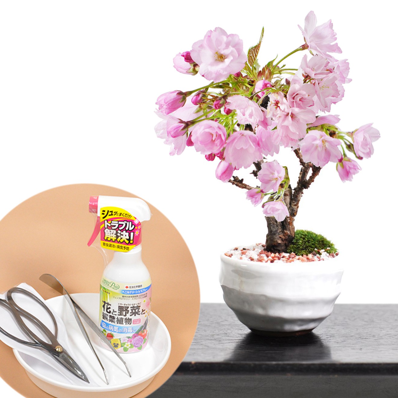 母の日 開花調整5月に咲くミニ桜とはじめての道具セット 桜盆栽 ミニ盆栽 花盆栽 鉢植え 花鉢 盆栽 ギフト プレゼント 贈り物 初心者 趣味 はさみ 薬剤 ピンセット園芸トレー 初心者セット
