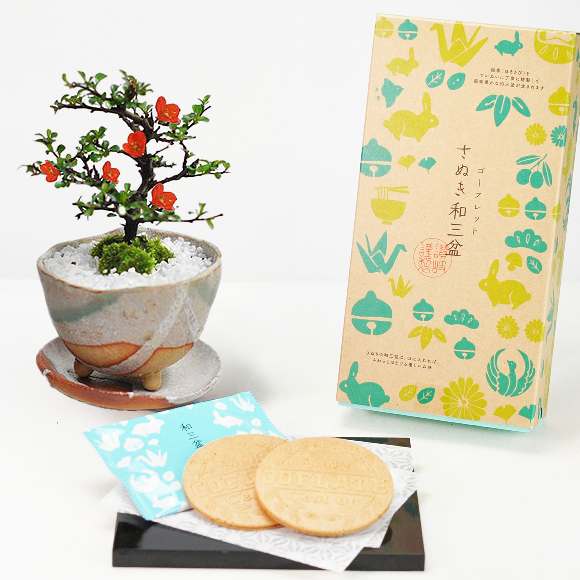 楽天市場】母の日 盆栽 長寿梅白掛祝い鉢(受け皿付き)と和三盆