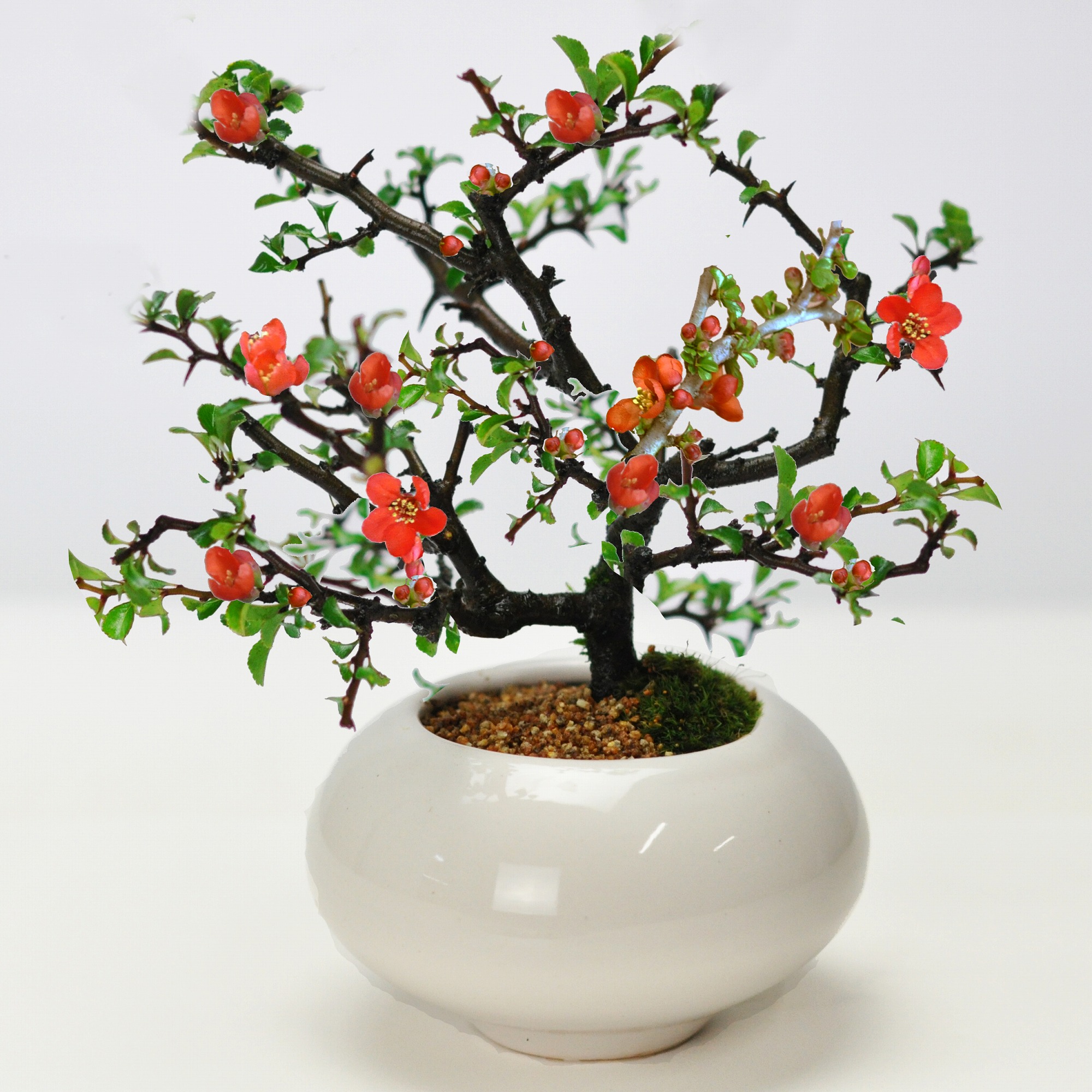 楽天市場】ミニ盆栽 楓 かえで ミニミニ盆栽 板屋名月 十二単衣 カエデ