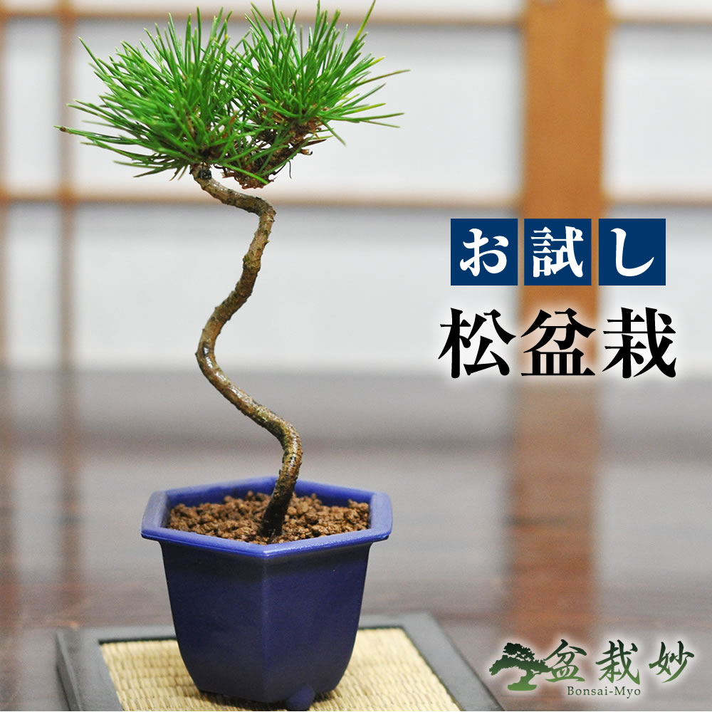 楽天市場】盆栽 松 根上がり 樹形 黒松 松盆栽 中品 趣味 中品 楽天市場】盆栽 松 根上がり 樹形 黒松 松盆栽 中品 趣味 中品