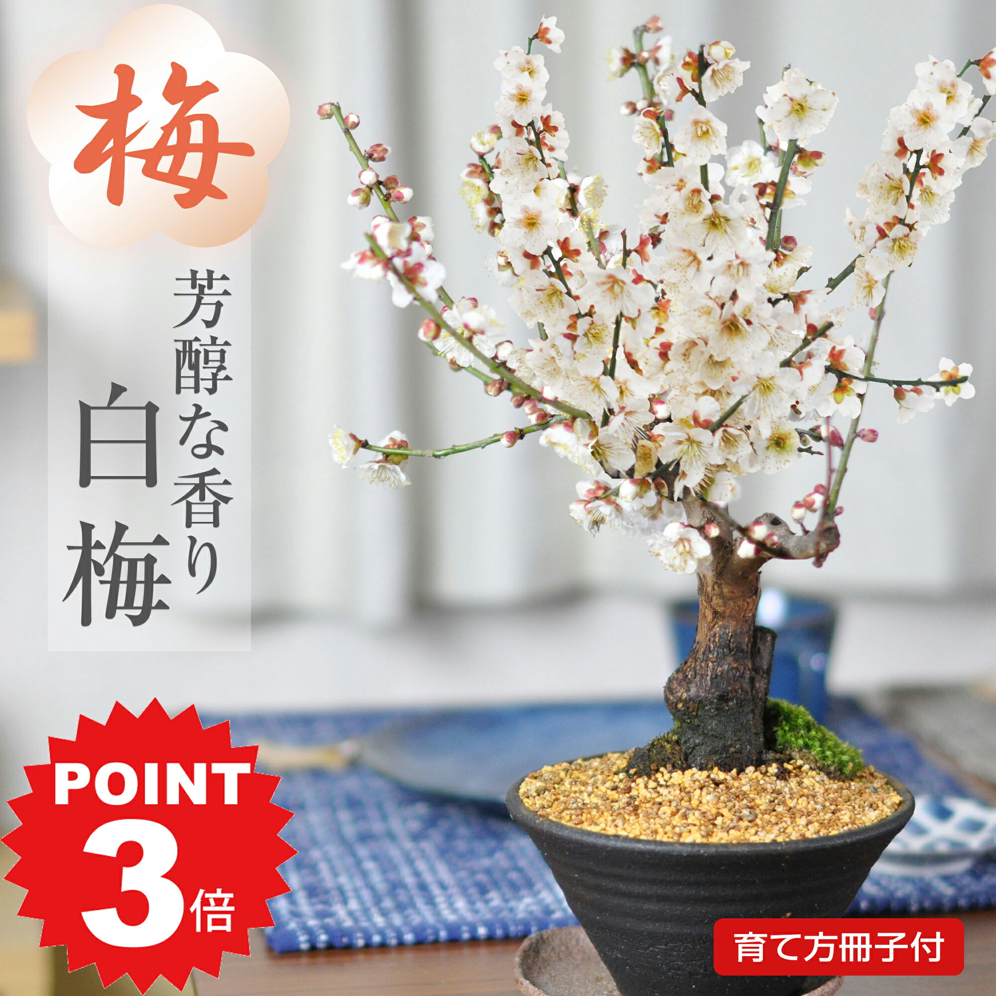 小盆栽 9品 攻め