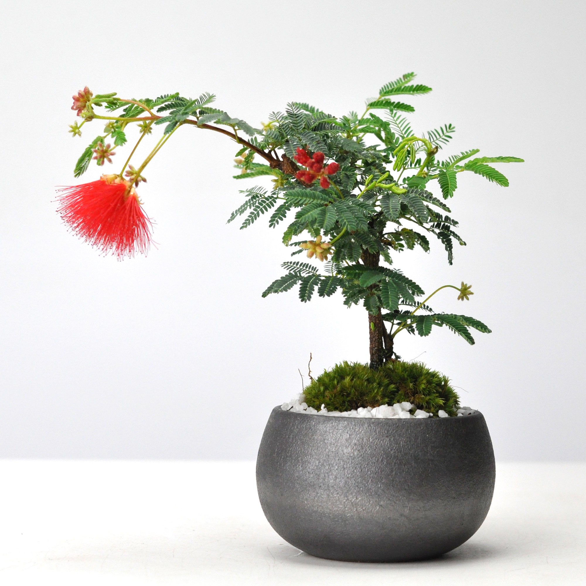 ネムノキ　(合歓木)　観葉植物 特大株 鉢ごと発送 ネムノキ (合歓木) 観葉植物 特大株 鉢ごと発送｜Yahoo!フリマ
