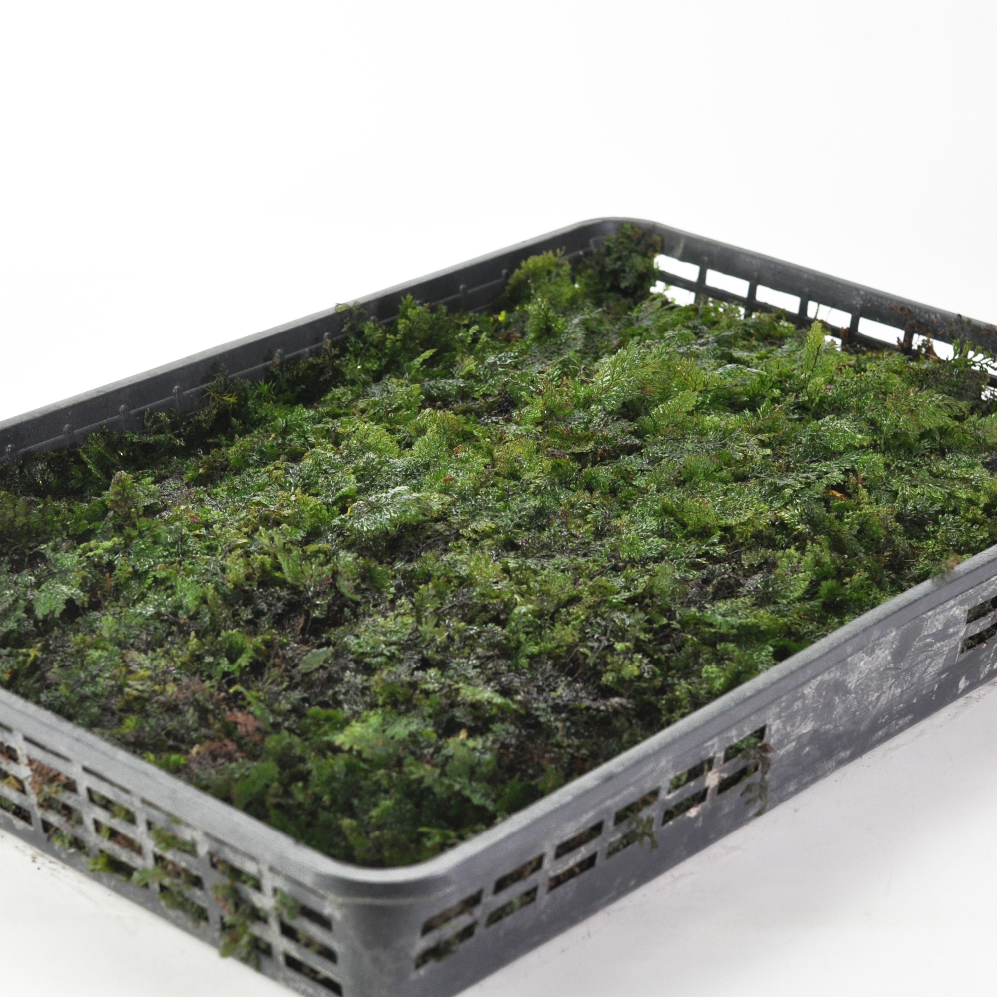 楽天市場】苔 傘苔(カサゴケ)小トレー かさごけ 苔 こけ コケ