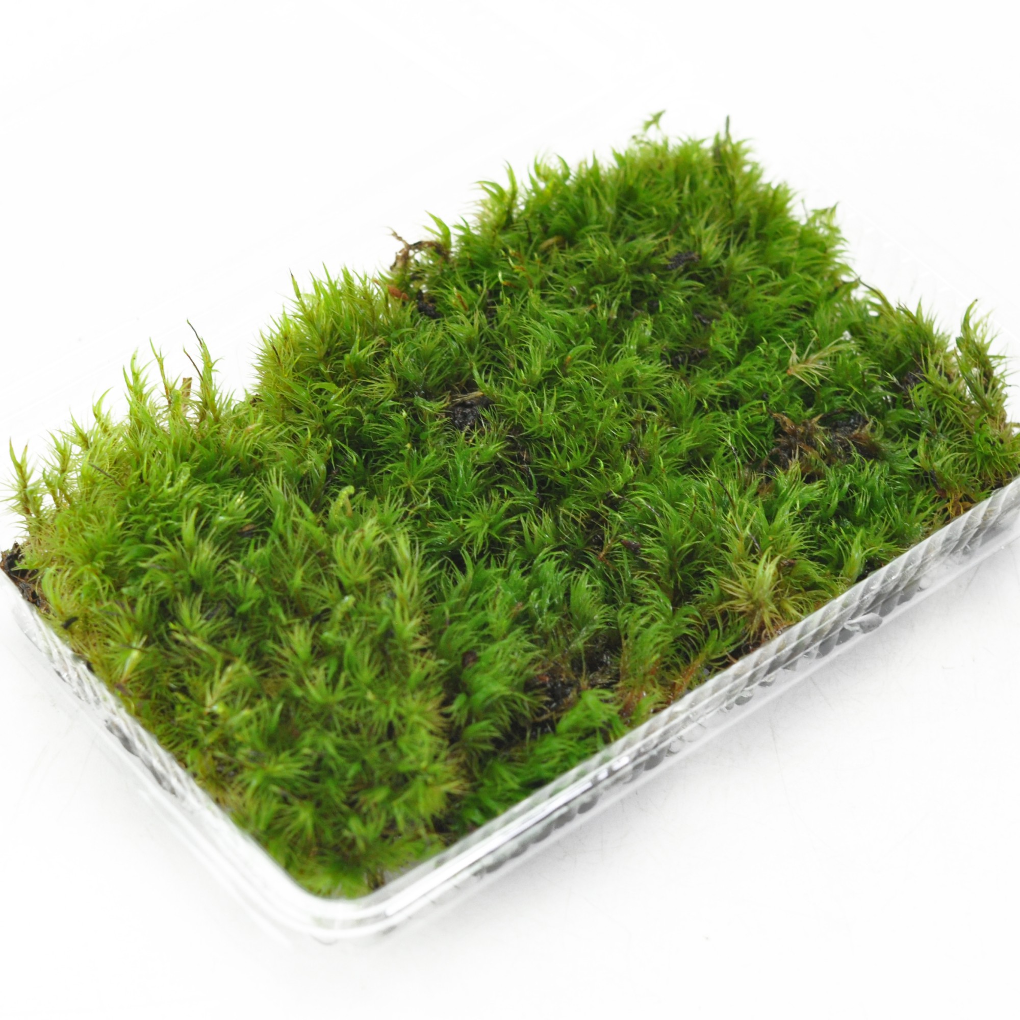 楽天市場】苔 シノブゴケ パック 忍苔 しのぶごけ 苔玉 苔テラリウム