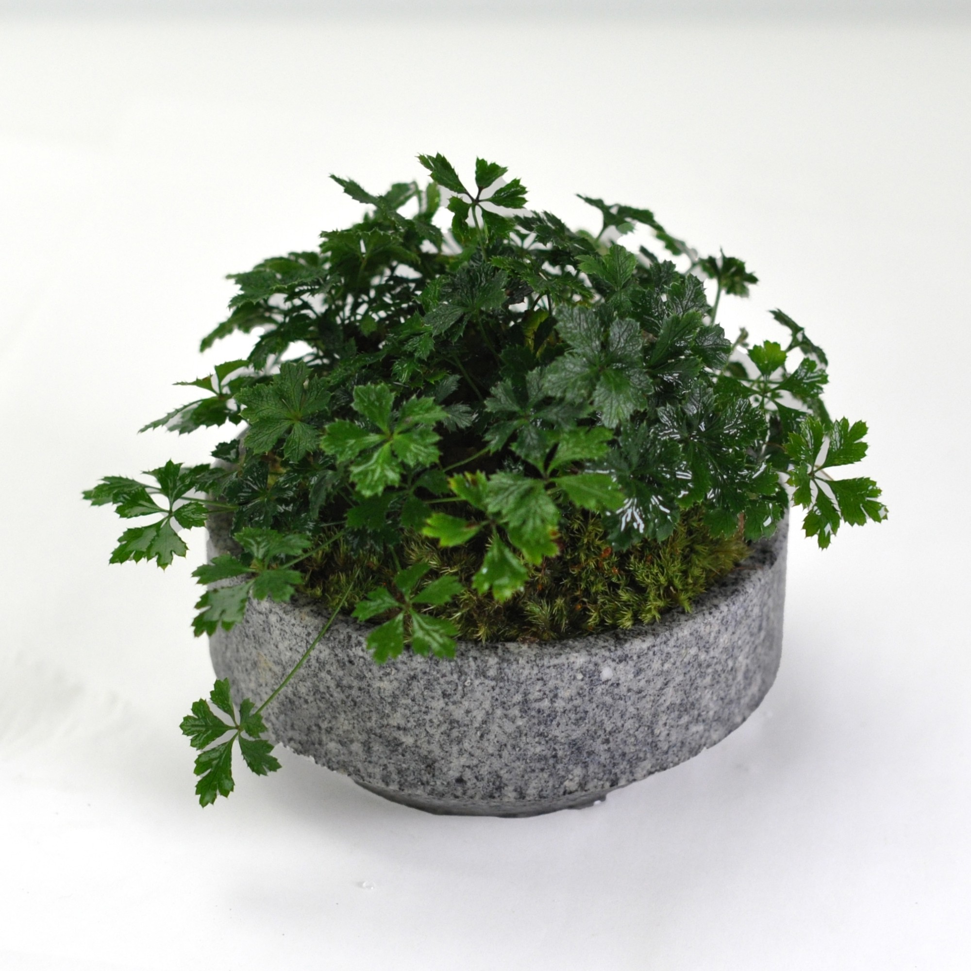 ＼最大10%OFFクーポン！7/25迄／ミニ盆栽 バイカオーレン 庵治石の器 山野草 盆栽 鉢植え 石の鉢 御影石 高級石｜盆栽妙 店