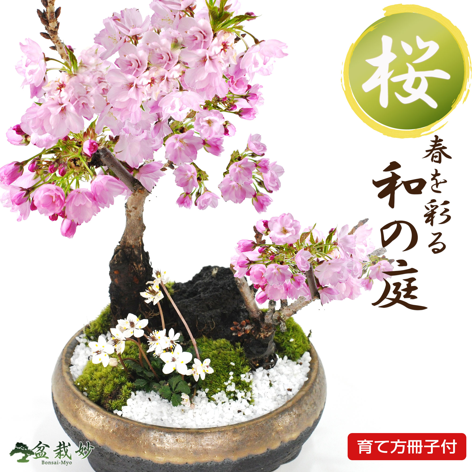 楽天市場】桜 盆栽 十月桜 十月桜の盆栽 春と秋の2回咲く 桜盆栽 ミニ