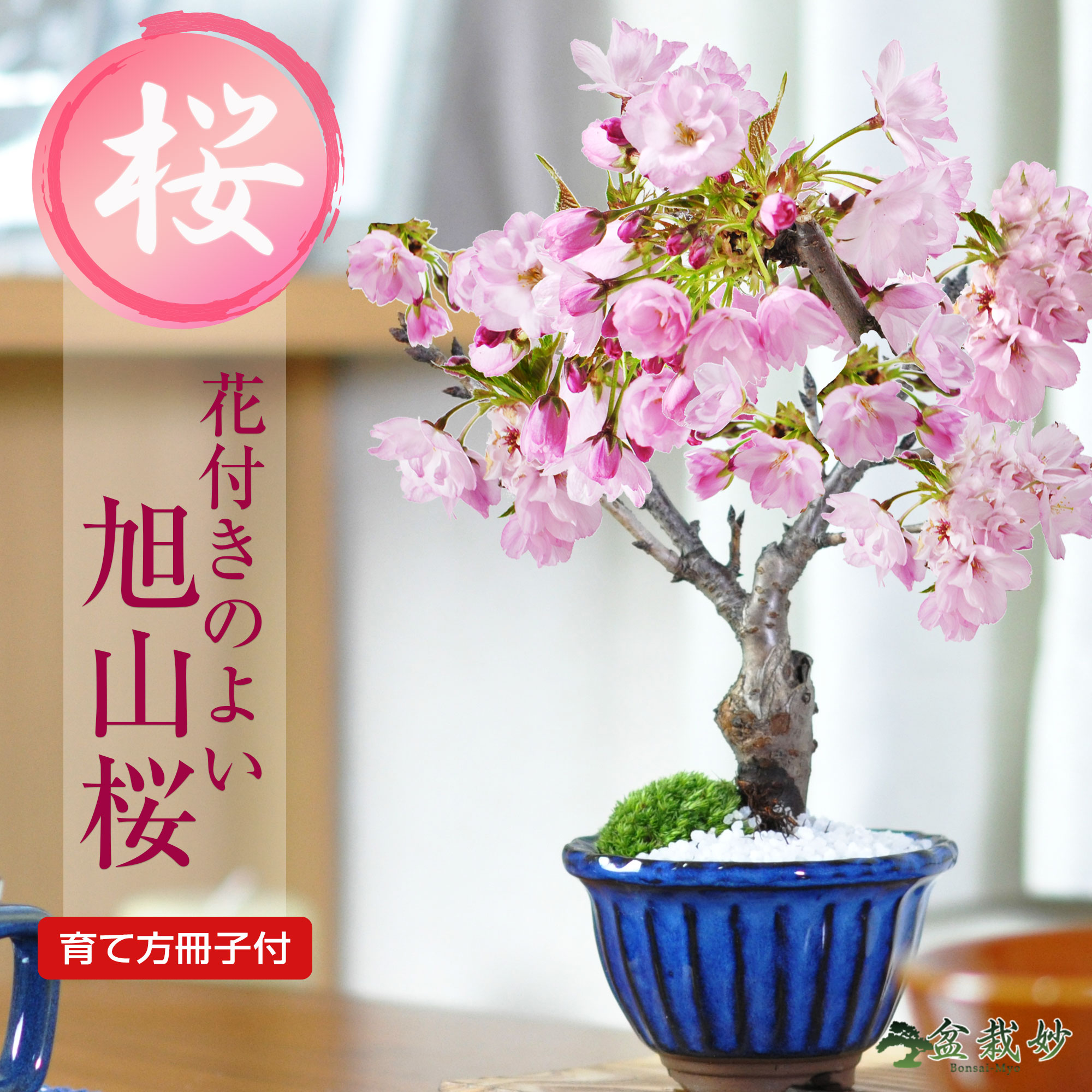 楽天市場】桜 盆栽 十月桜 十月桜の盆栽 春と秋の2回咲く 桜盆栽 ミニ