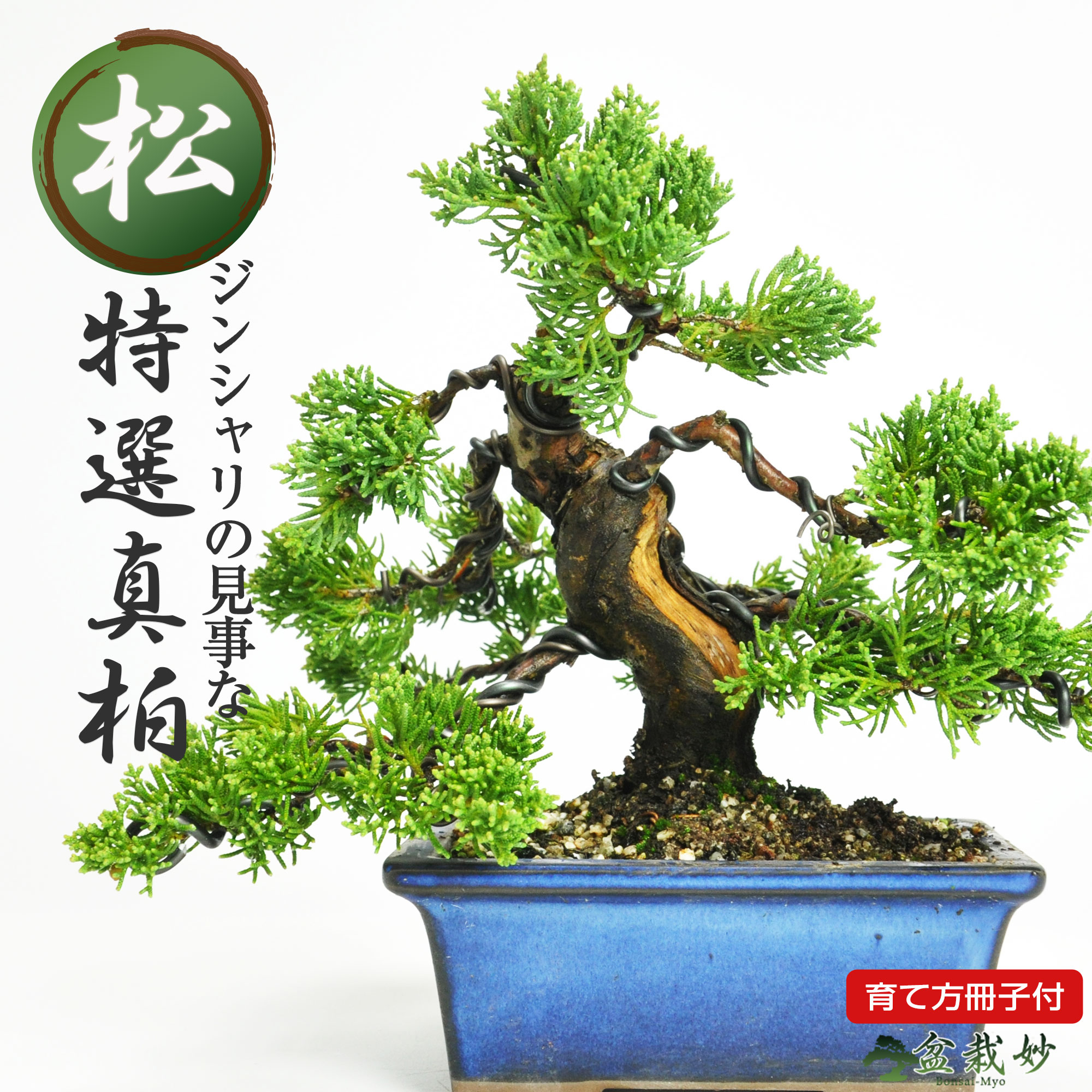 楽天市場】盆栽 松 ミニ五葉松 ミニ盆栽 高松盆栽 初心者 室内 楽天市場】盆栽 松 ミニ五葉松 ミニ盆栽 高松盆栽 初心者 室内
