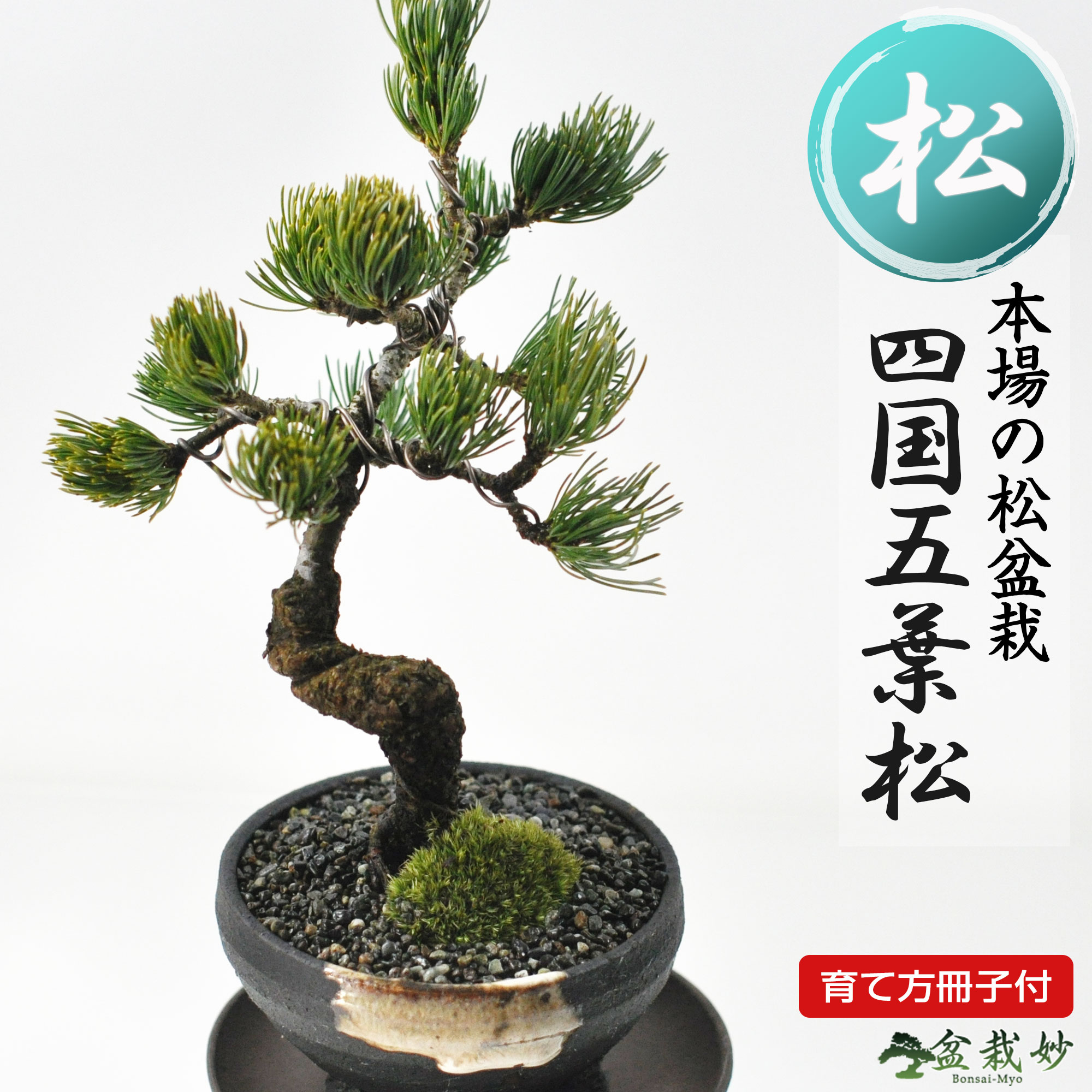楽天市場】盆栽 松 根上がり 樹形 黒松 松盆栽 中品 趣味 中品