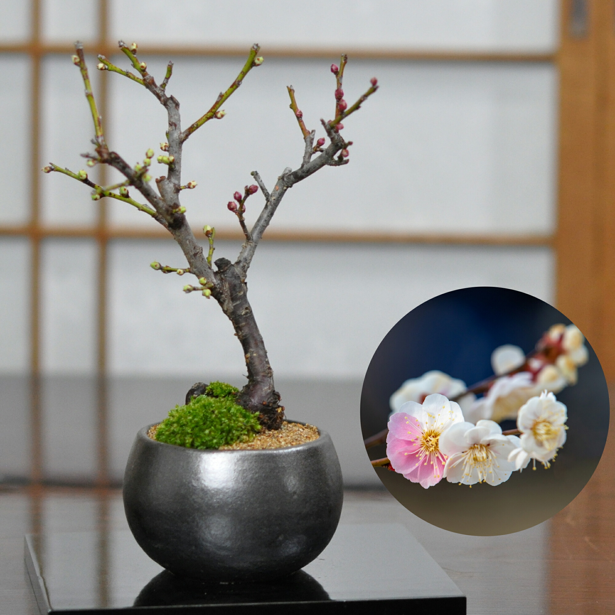 【希少】竹峰　盆栽鉢　ミニ盆栽　盆栽　鉢　盆栽小鉢 盆栽鉢 植木鉢 ミニ盆栽 希少】竹峰 盆栽鉢 ミニ盆栽 盆栽 鉢 盆栽小鉢 盆栽鉢 植木鉢 ミニ盆栽