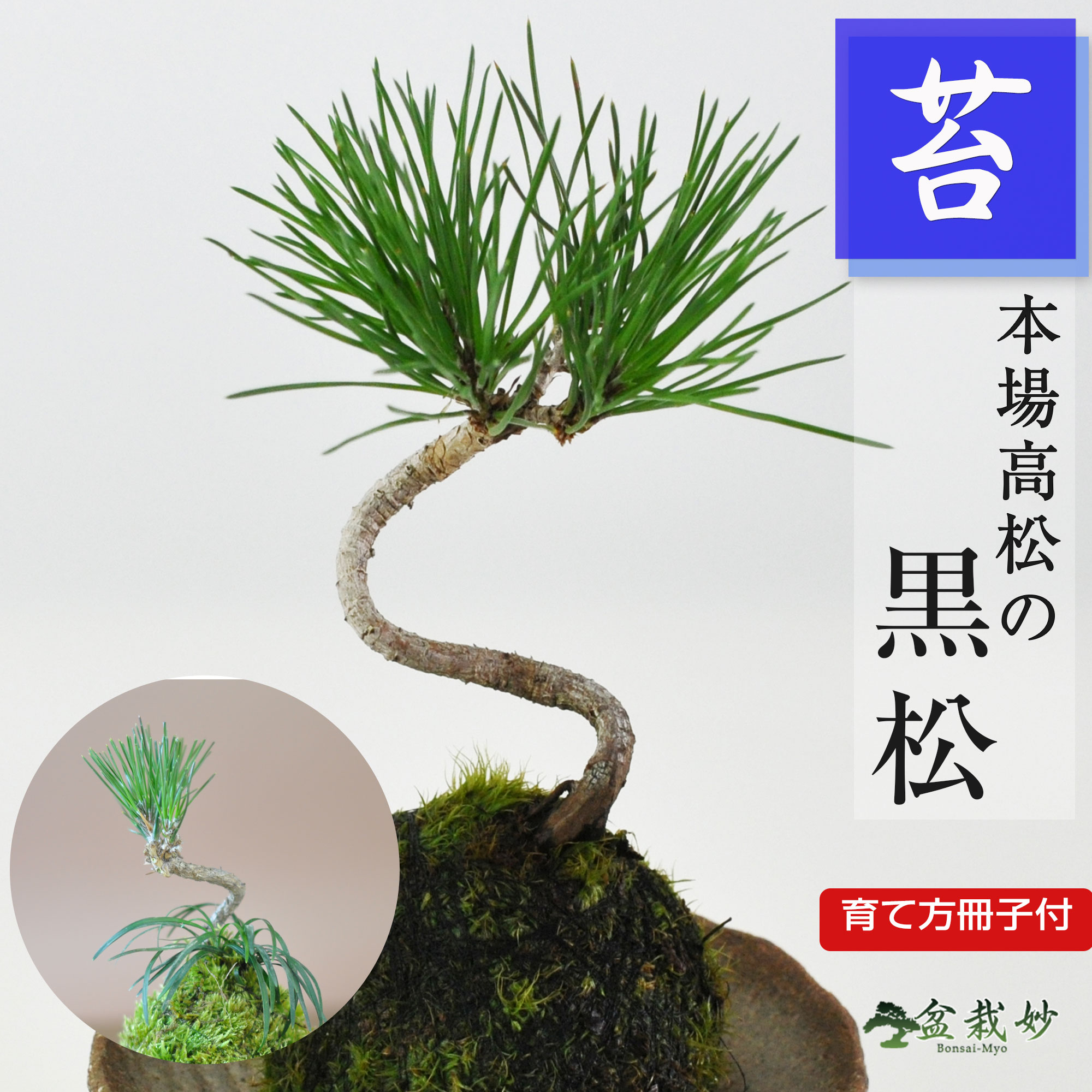 楽天市場】盆栽 松 五葉松 苔玉 ミニ盆栽 苔玉盆栽 苔盆栽 初心者 室内