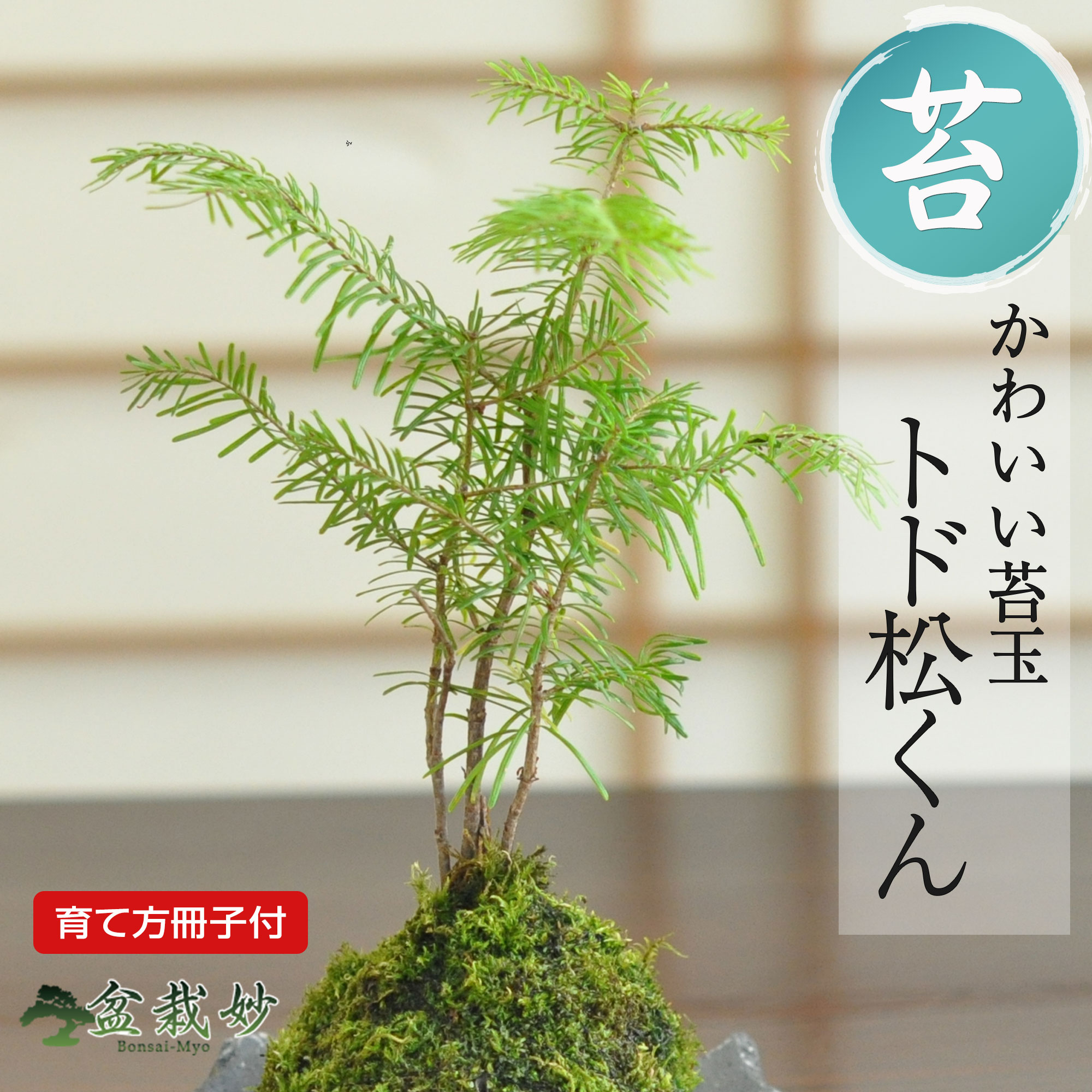 五葉松　苔付き 楽天市場】盆栽 松 五葉松 苔玉 ミニ盆栽 苔玉盆栽 苔盆栽 初心者 室内