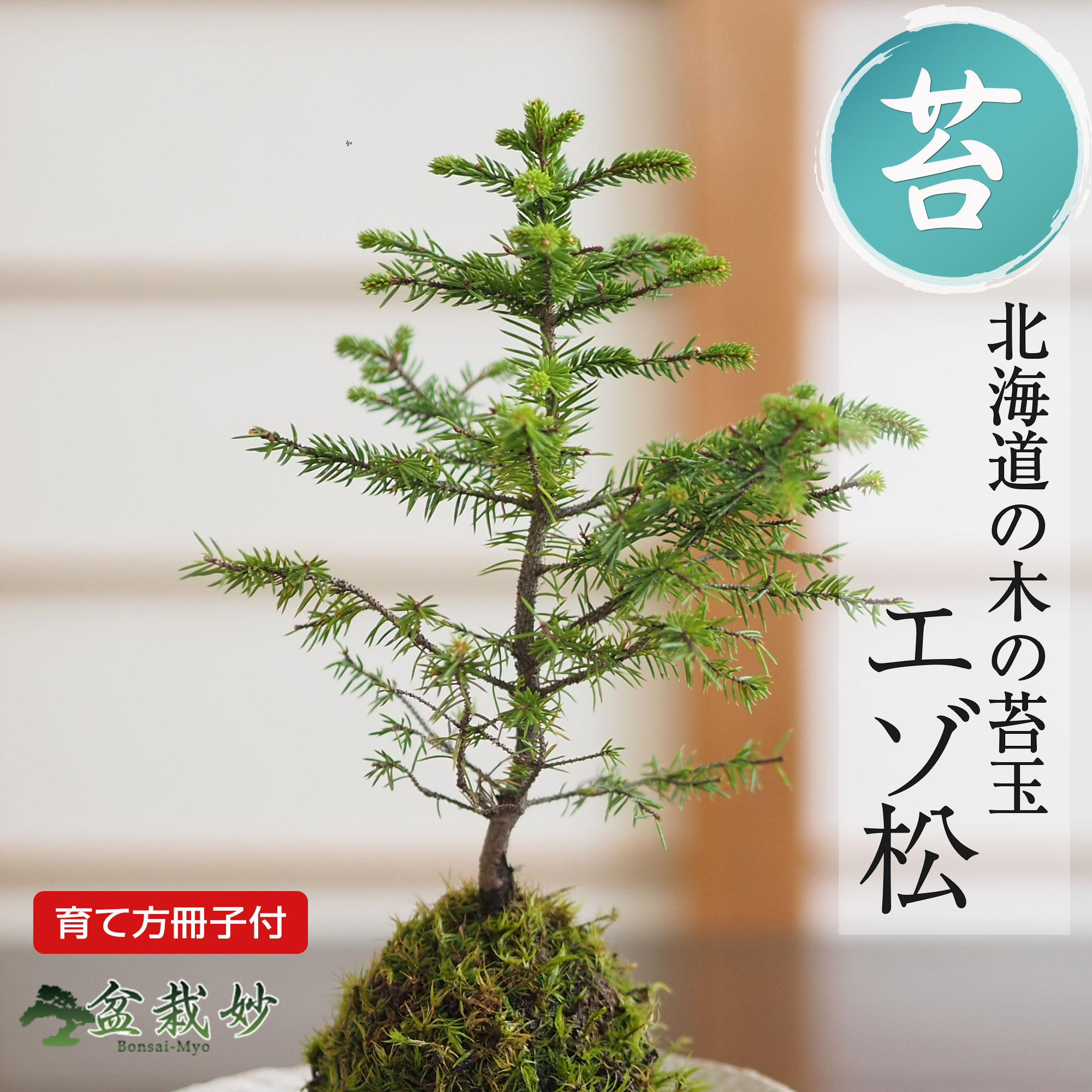 楽天市場】盆栽 松 五葉松 苔玉 ミニ盆栽 苔玉盆栽 苔盆栽 初心者 室内