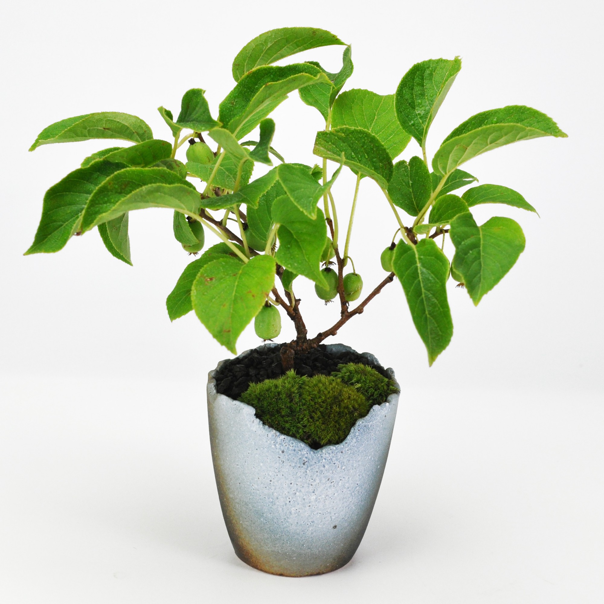 楽天市場】2025年 一才サルナシ 鉢植え コクワ さるなし 果樹 ベビー