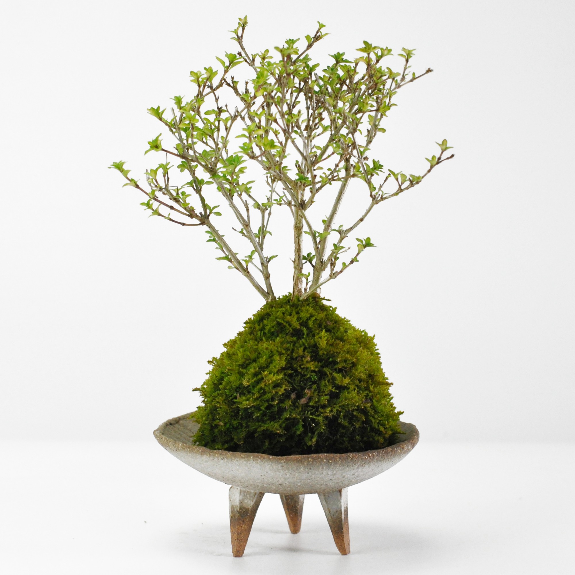 楽天市場】盆栽 ヒノキ 苔玉 ミニ盆栽 苔玉盆栽 苔盆栽 檜 ひのき 趣味