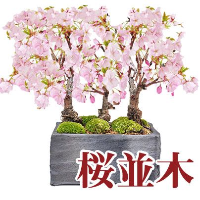 母の日特集2026