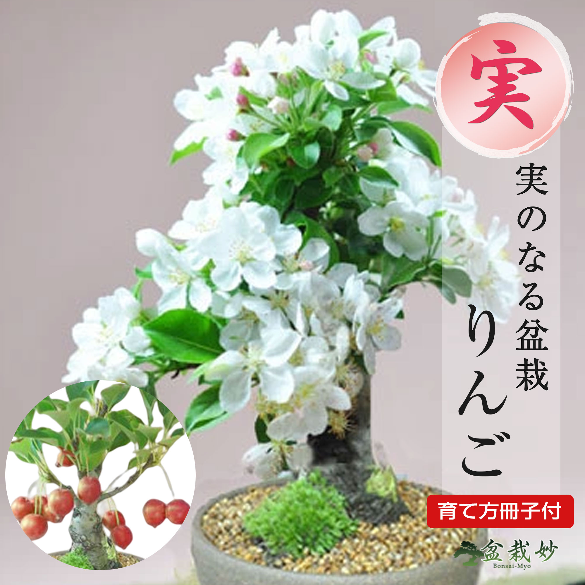 五葉アケビ ミニ盆栽 白花あけび 五葉アケビ ミニ盆栽 白花あけび