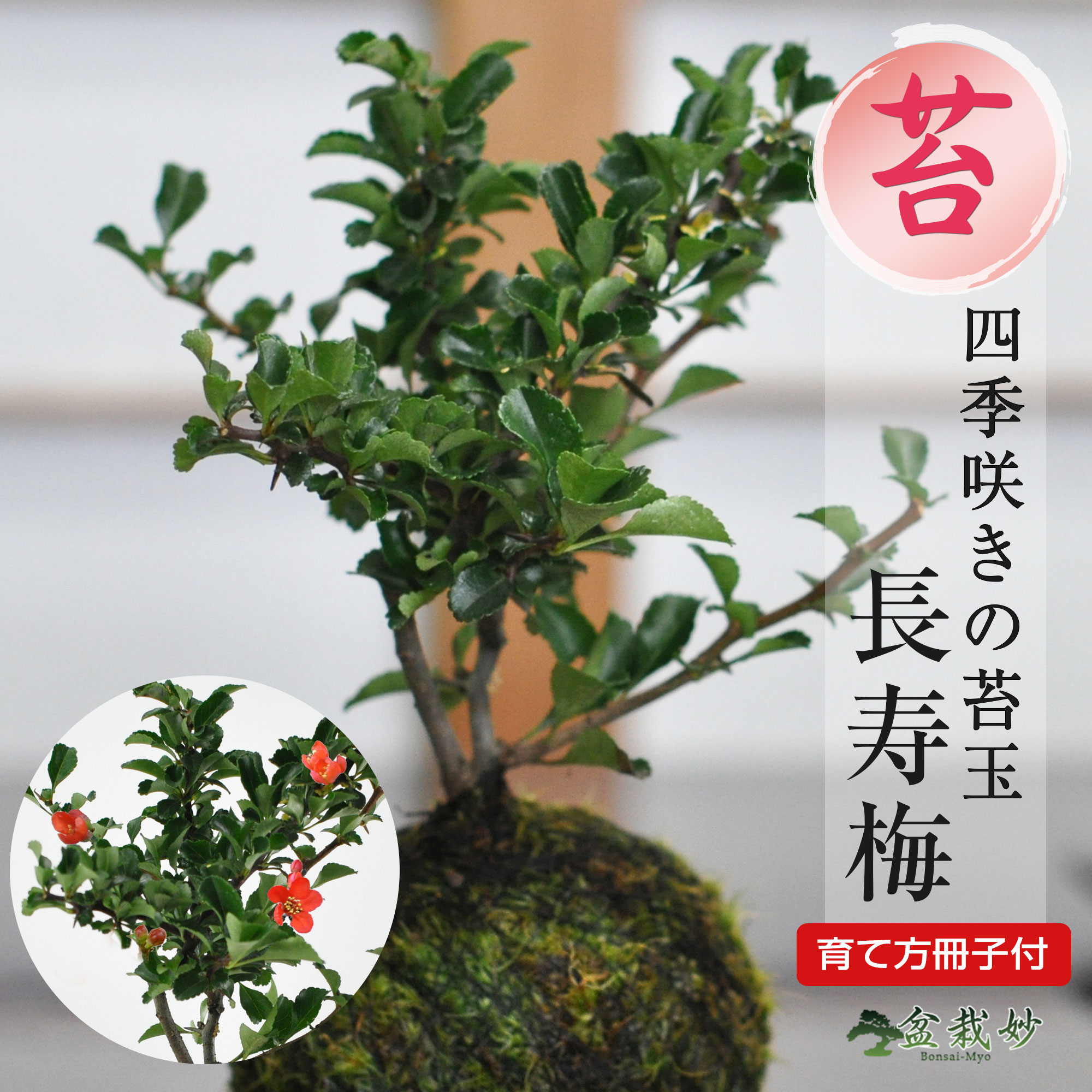 楽天市場】盆栽 松 五葉松 苔玉 ミニ盆栽 苔玉盆栽 苔盆栽 初心者 室内