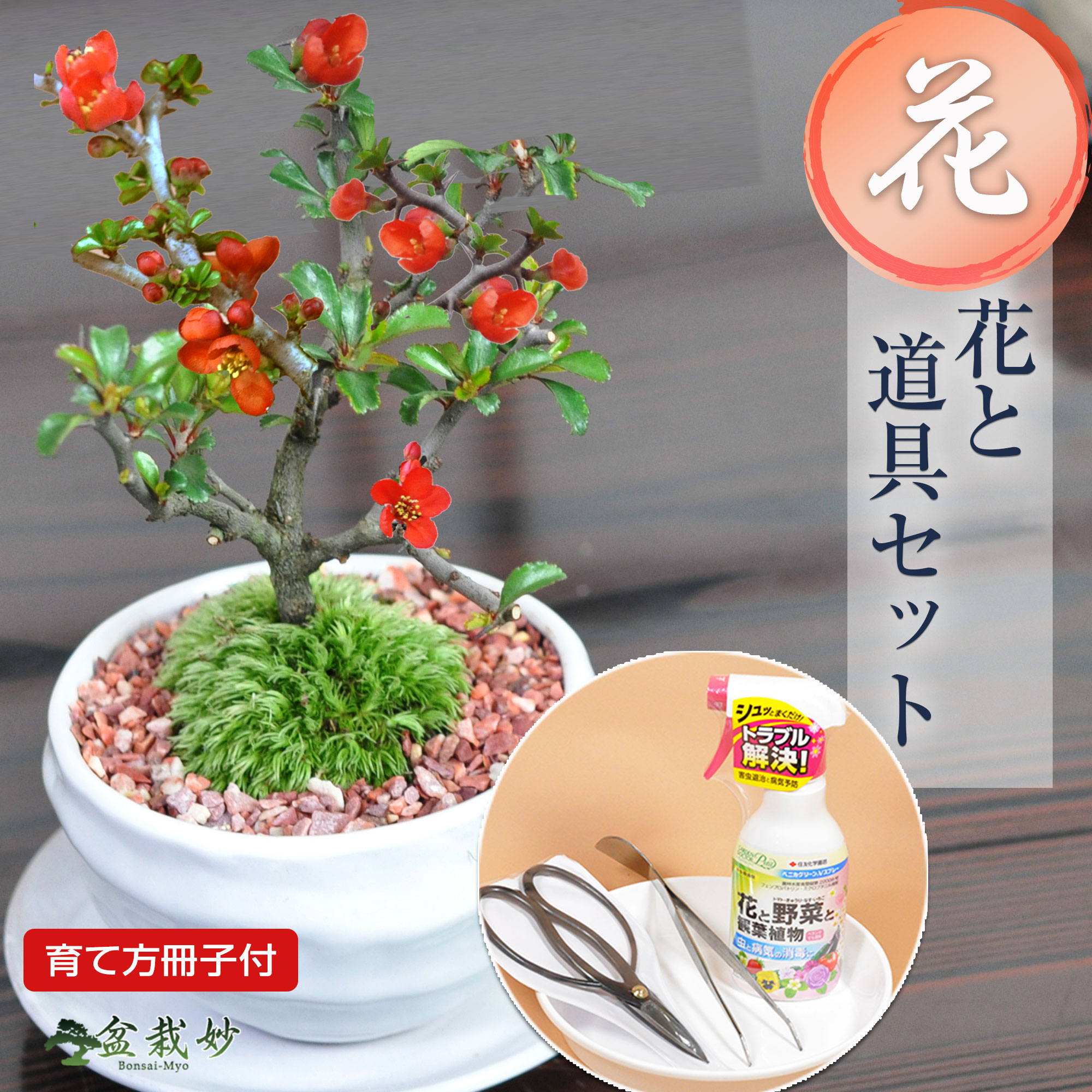 母の日 盆栽 ミニ長寿梅とはじめての4点道具セット 信楽焼つぼ鉢 ミニ盆栽 花 ミニ 初心者 趣味 はさみ 薬剤 ピンセット園芸トレー 初心者セット 室内 卓上 両親 夫婦 誕生日 お祝い 退職 結婚記念日 送別 新築 引越 周年 長寿祝い 父
