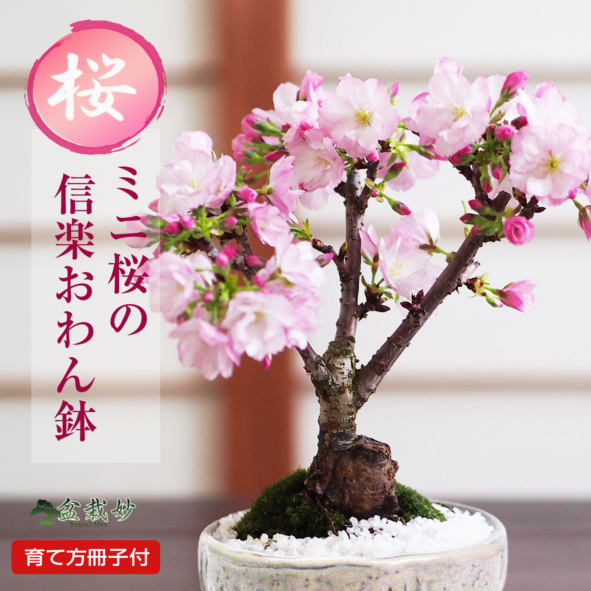 楽天市場】桜 盆栽 十月桜 十月桜の盆栽 春と秋の2回咲く 桜盆栽 ミニ