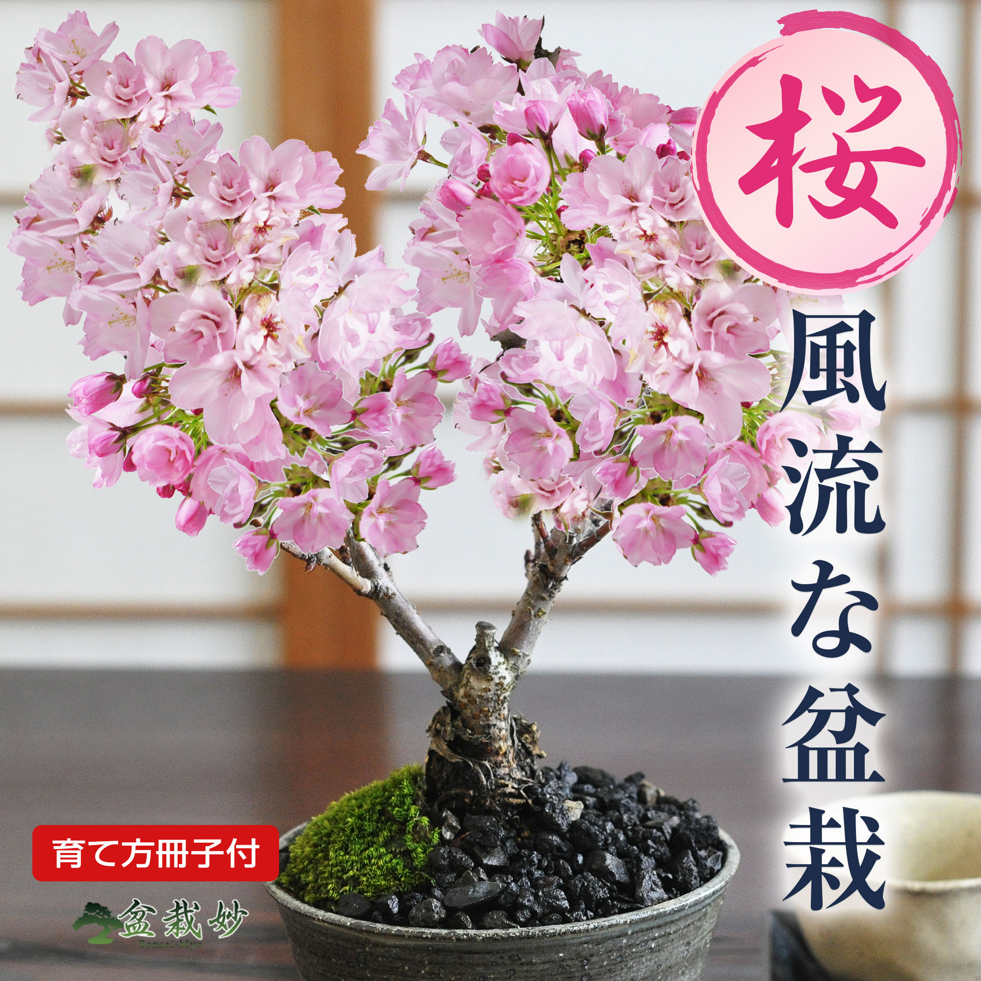 楽天市場】盆栽 実のなる盆栽《特上》「旬」ぐみ盆栽 W