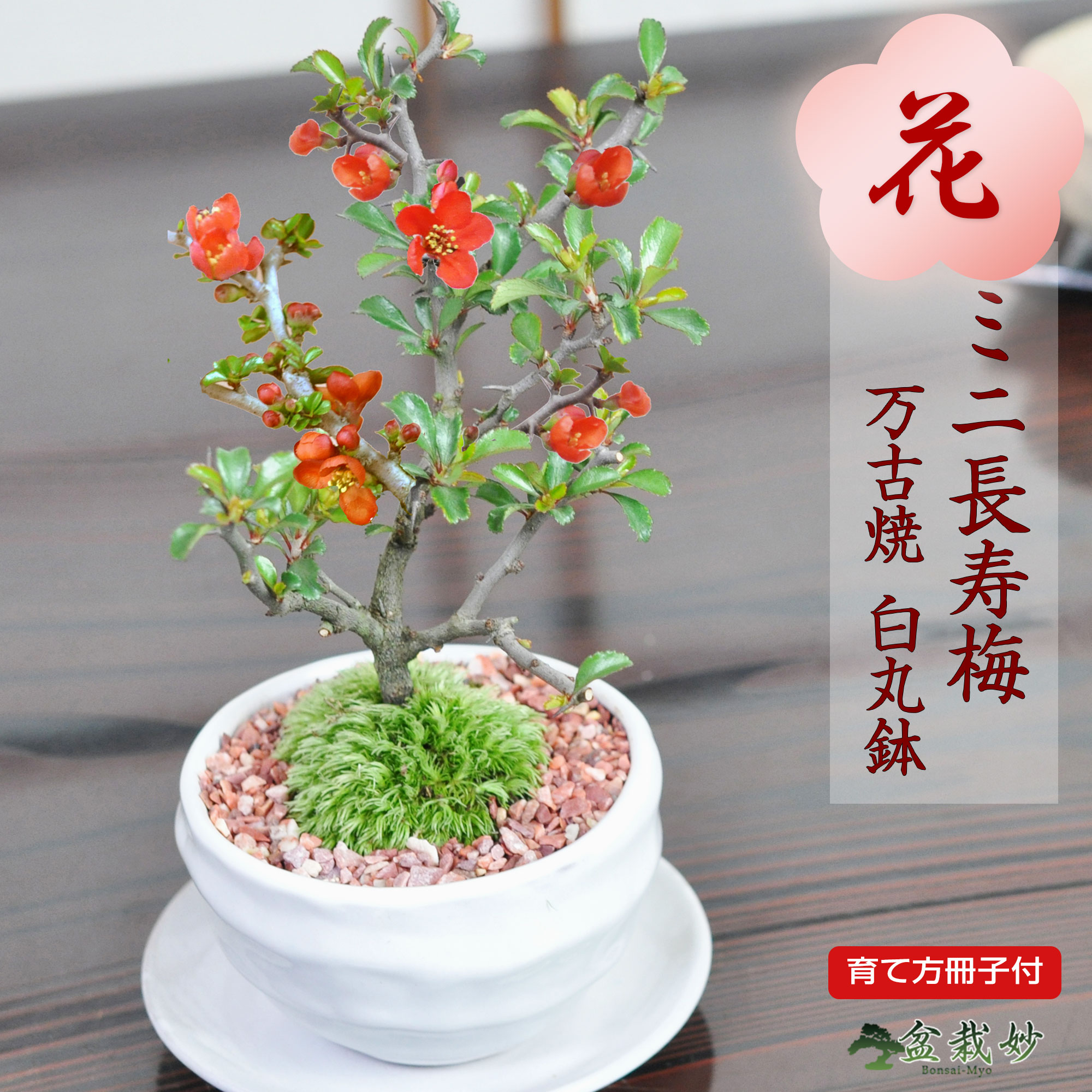 楽天市場】盆栽 マユミ 真弓 ミニ盆栽 紅葉 実もの 初心者 室内 鑑賞