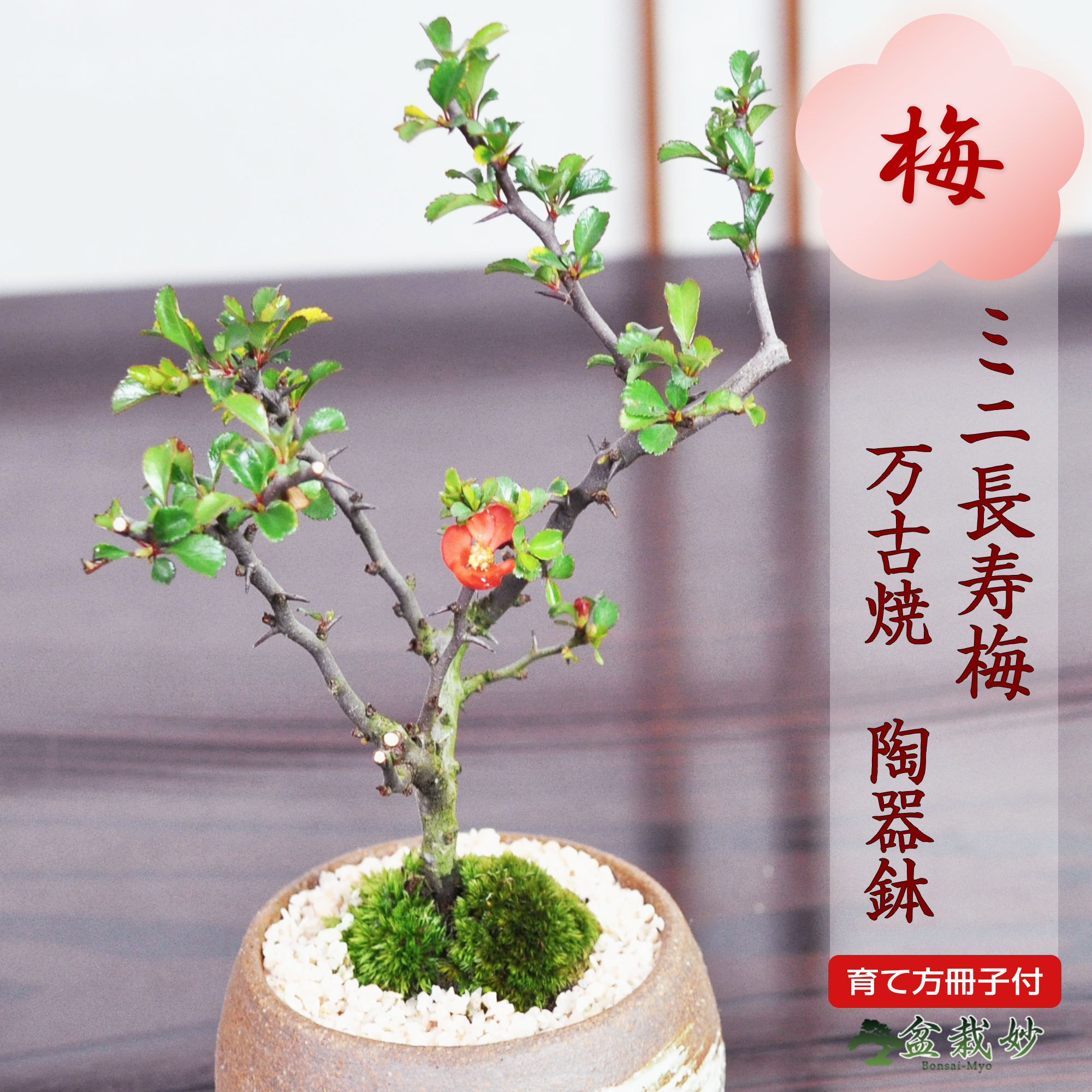 楽天市場】ミニ盆栽 松竹梅の寄せ植え 5号サイズ 5.5号サイズ 正