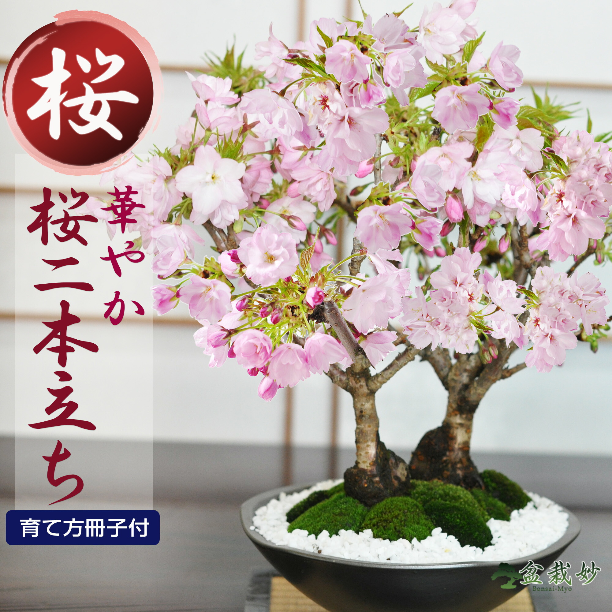 楽天市場】桜 盆栽 十月桜 十月桜の盆栽 春と秋の2回咲く 桜盆栽 ミニ