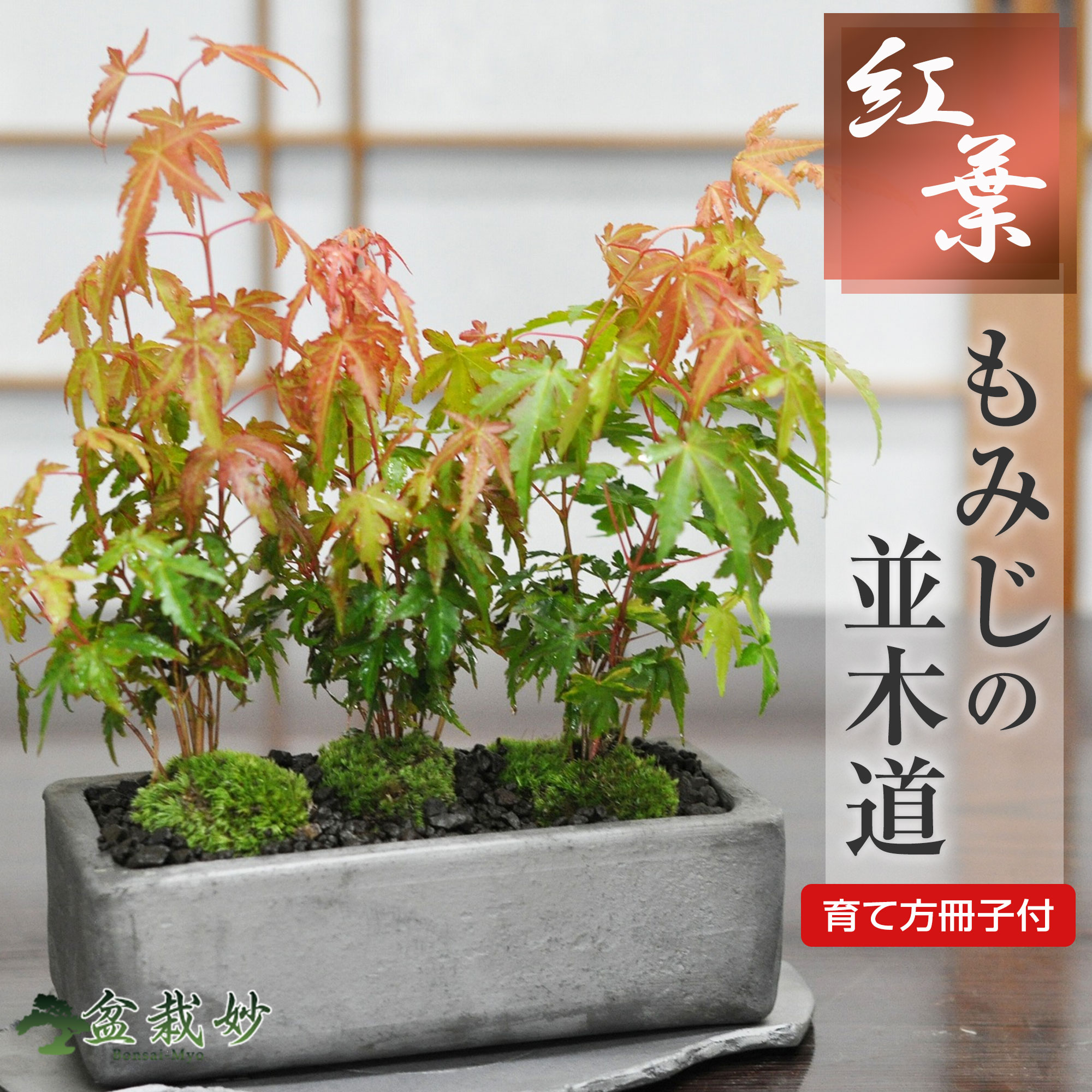 母の日特集2026