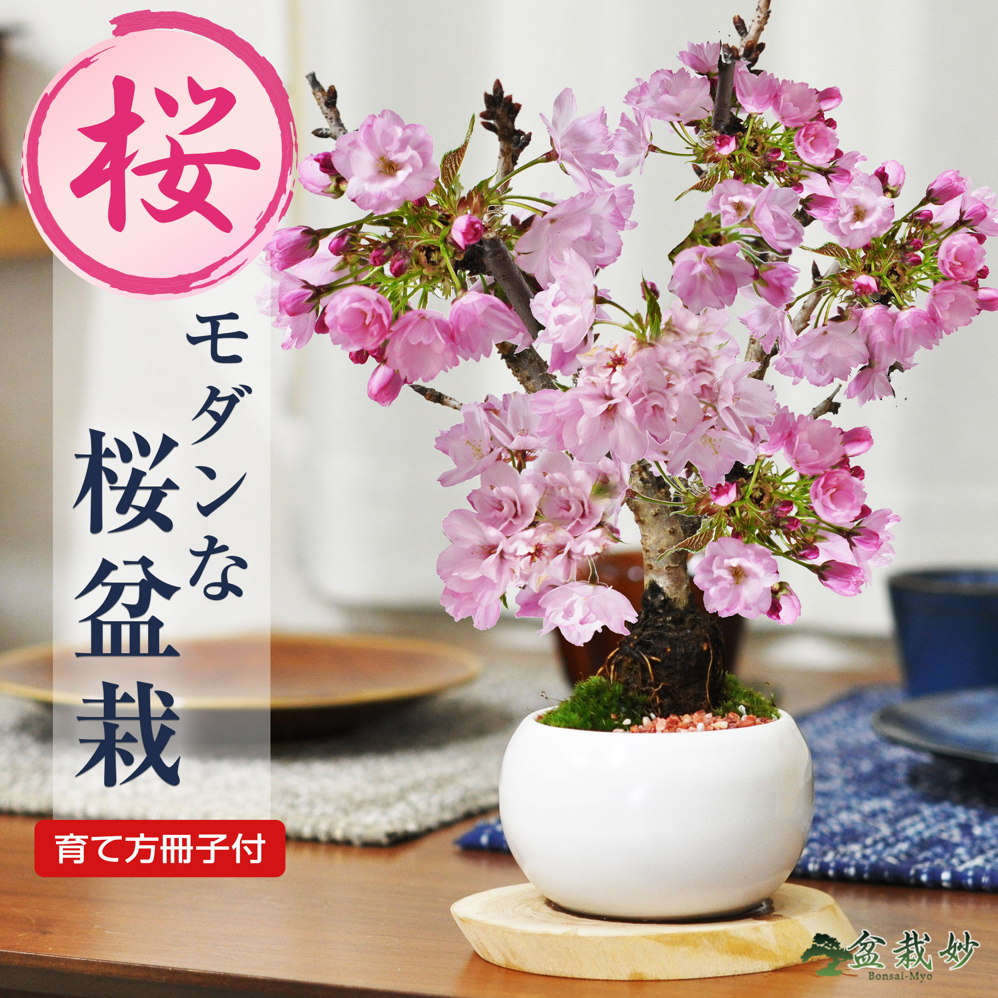 楽天市場】【開花終了】桜 盆栽 桜盆栽 ミニ盆栽 白波和鉢 旭山