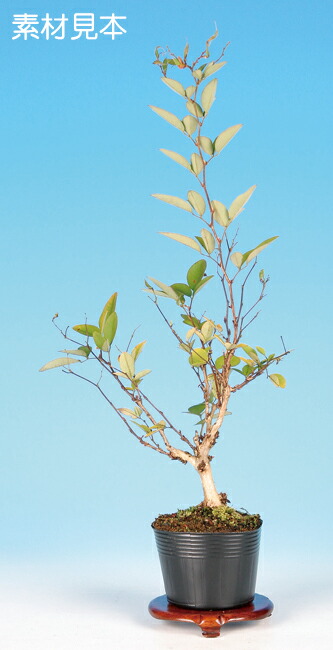 楽天市場】盆栽 ：米栂 *現品 一点物 こめつが コメツガ Kometsuga