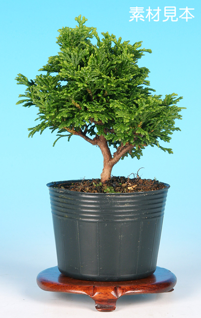 楽天市場】盆栽 杜松 八ッ房性 トショウ 小品盆栽 ミニ盆栽 松柏 盆栽