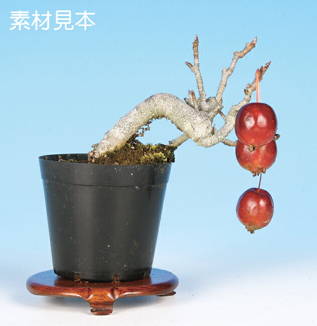 楽天市場】一才実成り姫ざくろ : BONSAI 彩都 楽天市場店