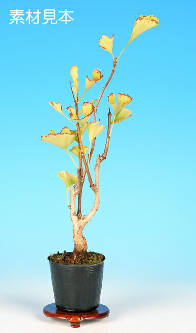 楽天市場】盆栽 ミニ盆栽 「実成りいちょう」 : BONSAI 彩都 楽天市場店