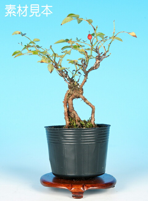 楽天市場】盆栽 ミニ盆栽 「野ばら〔雅〕」 ノバラ バラ ミヤビ