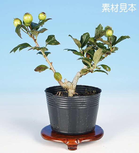 屋久島萩　小品盆栽 屋久島萩 | 盆栽、盆栽書籍、盆栽鉢の通販│近代出版